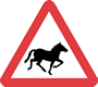 Wild horses or ponies